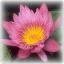 催眠カウンセリング花の写真